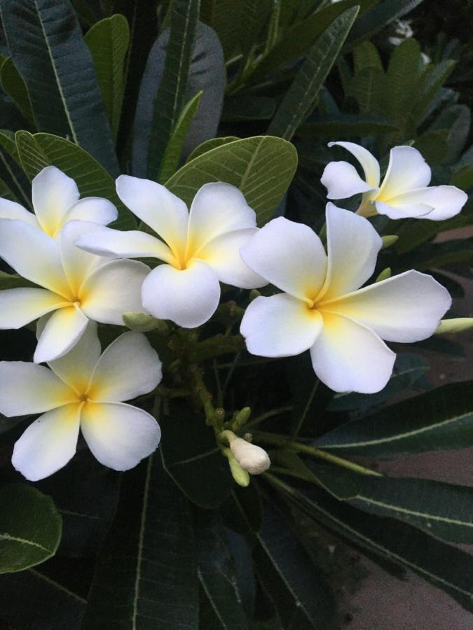 Ferienwohnung White Butterfly Thiruvananthapuram Exterior foto